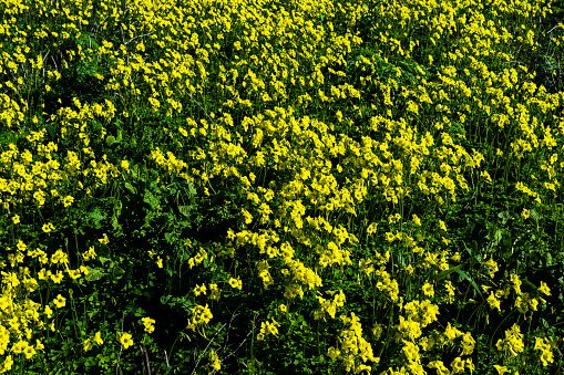 Yellow flower of Oregon grape plant isolated on white, Mahonia aquifolium