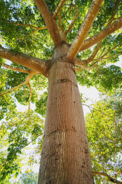 istock Sunlit Ceiba Tree From Ground Up View in Yucatan 1490797083