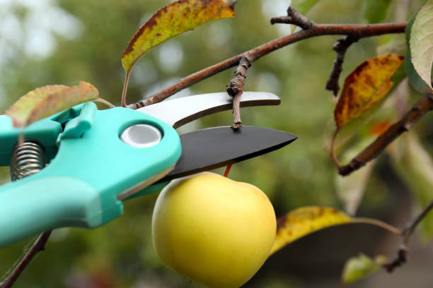 屋外の剪定ばさみで木からリンゴを剪定する、接写