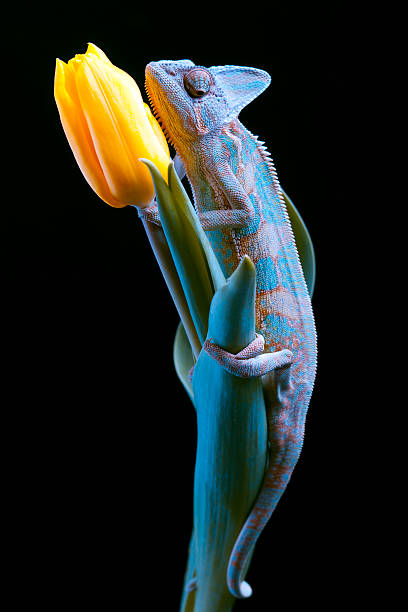 Beautiful big chameleon stock photo
