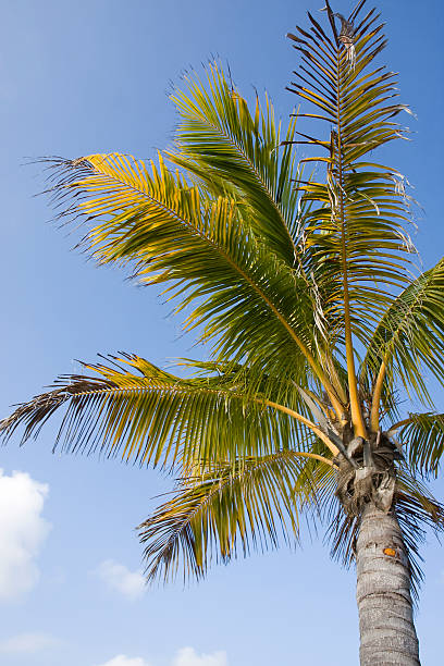 Beautiful Palm tree on a sunny day stock photo