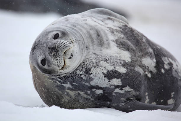 Foca di Weddell in condizioni di neve, Antartide - foto stock