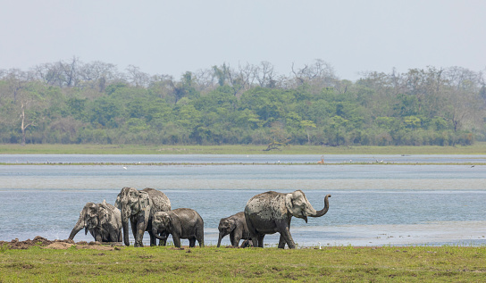 A large group of African elephants with elephants in the foreground crossing a river in Serengeti National Park - Tanzania