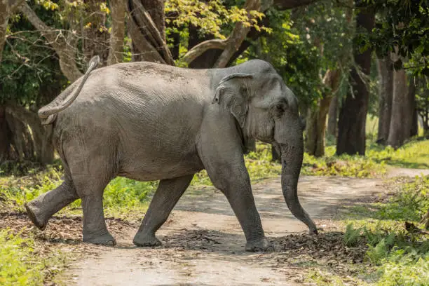 Photo of Asian Elephant crossing track: Kaziranga NP, India