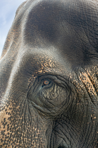 Vertical profile of part of the head of an Asian (Indian) elephant, Elephas maximus indicus, highlighting the eye. Kaziranga National Park, Assam, India.