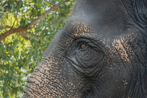 Profile of part of the head of an Asian (Indian) elephant, Elephas maximus indicus, highlighting the eye. There are trees in the background. Kaziranga National Park, Assam, India.