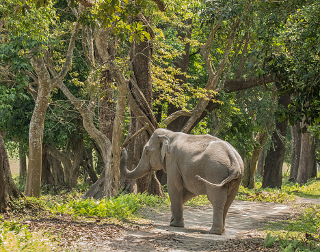 A young male Indian (Asian) Elephant, Elephas maximus, standing on a track in Kaziranga National Park, Assam, India, lifting his trunk and sniffing. This particular elephant is well known for blocking tracks in Kaziranga.