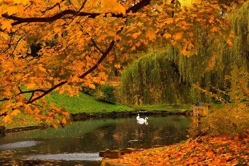Beautiful swans in lake and yellowed trees in park