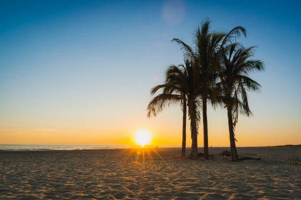 istock A Beach Sunset with Silhouetted Palm Trees and People 1490803859