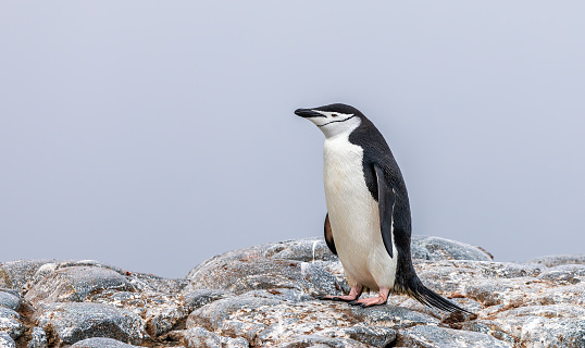Chinstrap penguins in their habitat in Antarctica
