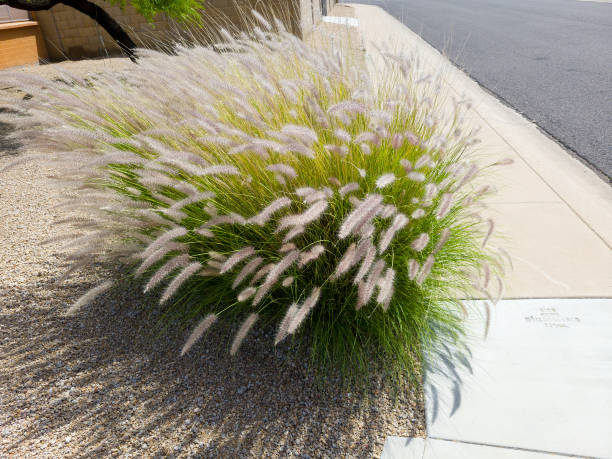 istock Xeriscaping Pennisetum Setaceum Grass (Fountain grass) 1490805230
