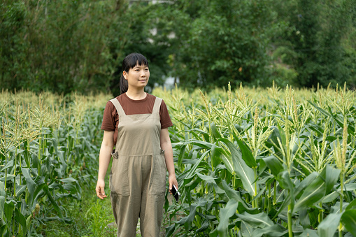 A female farmer works in an organic corn field