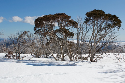 Sun lit trees on a snow covered mountainside at Mount Hotham in Victoria, Australia