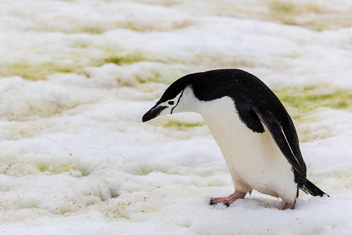 Chinstrap penguins in their habitat in Antarctica