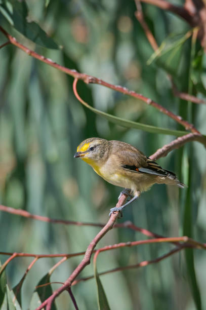 pardalote estrecho (pardalotus striatus) - straited fotografías e imágenes de stock