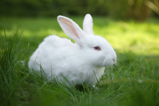 istock Cute white rabbit on green grass outdoors 1490807041