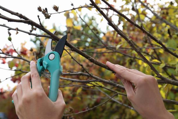 istock Woman pruning tree branch by secateurs in garden, closeup 1490807073