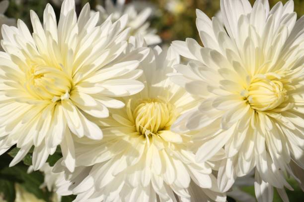 Beautiful chrysanthemum flowers growing outdoors, closeup view