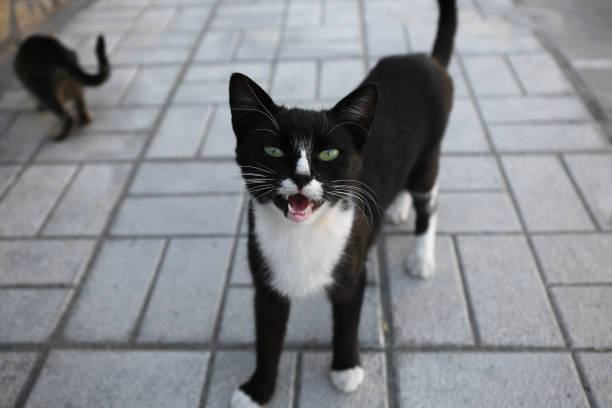istock Lonely stray cats on sidewalk outdoors. Homeless pet 1490807143