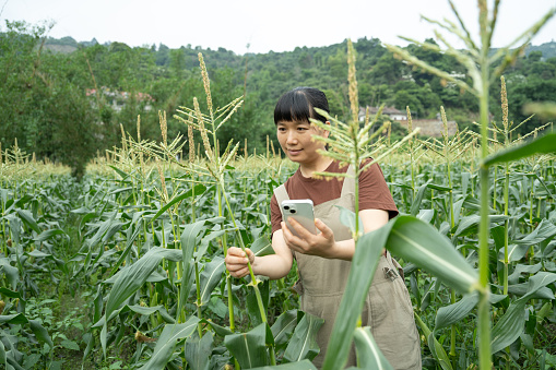 A female farmer is using her phone to check the growth of corn in organic farmland