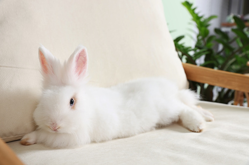 Fluffy white rabbit on sofa indoors. Cute pet