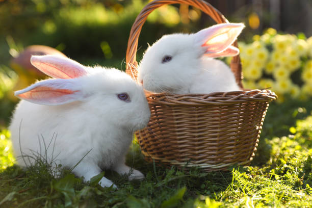 Cute white rabbits and wicker basket on green grass outdoors