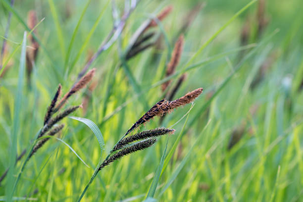istock Flowering Carex acutiformis, lesser pond-sedge closeup selective focus 1490809037