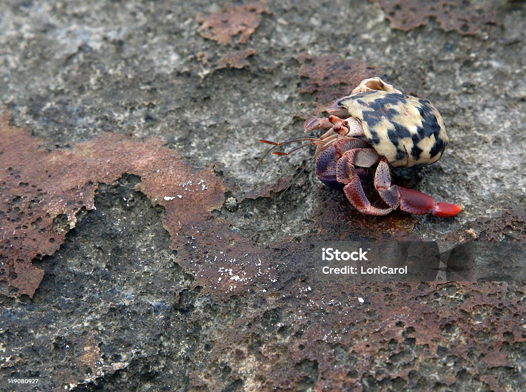 Bernard-l'hermite - Photo de Arthropode libre de droits