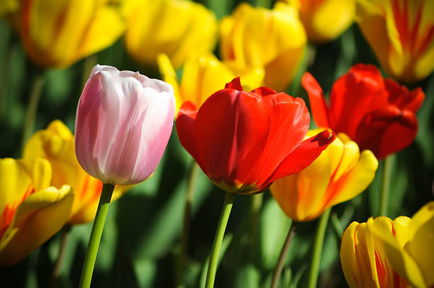 Beautiful tulips stock photo