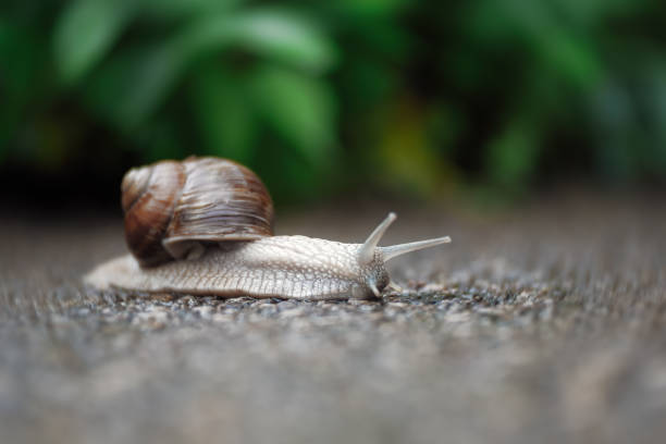 istock Roman snail (Helix pomatia) after rain. Selective focuse and  soft bokeh. 1490810080