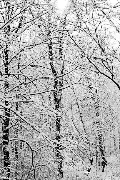istock Quiet Snowy Day in the Woods 149081096