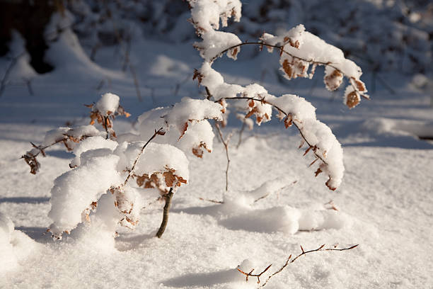 Snow stock photo