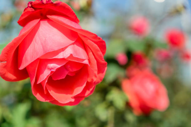 belles fleurs rouges dans le parc - rose petals temperate flower scenics prickly rose photos et images de collection