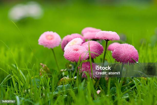 Pink Daisy Beauty Flowers Stock Photo - Download Image Now - Backgrounds, Close-up, Daisy