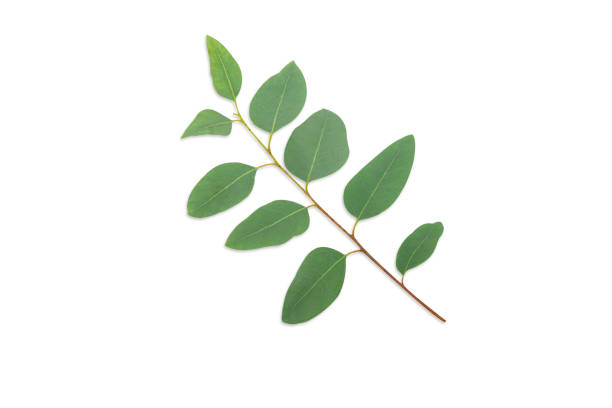 istock Branch and leaves eucalyptus on white background 1490812532