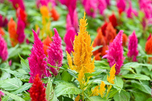 colorful celosia plumosa or Pampas Plume Celosia flowers blooming in the garden yellow flowers