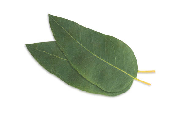 istock Branch and leaves eucalyptus on white background 1490812582