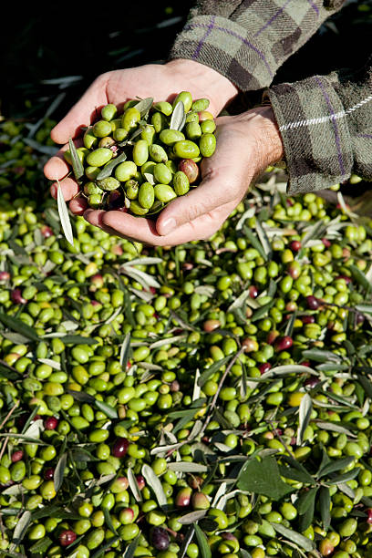 istock olive picking near Andria (BT) Italy 149081273