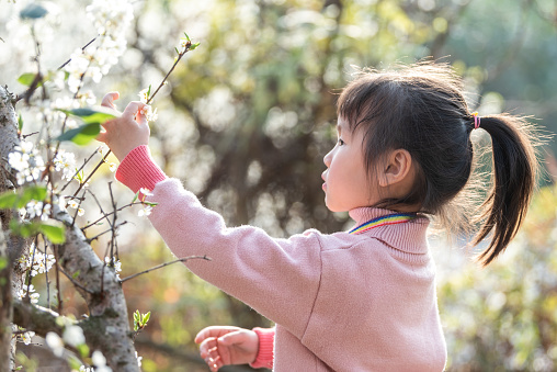A little girl is observing plum blossoms in a blooming plum forest