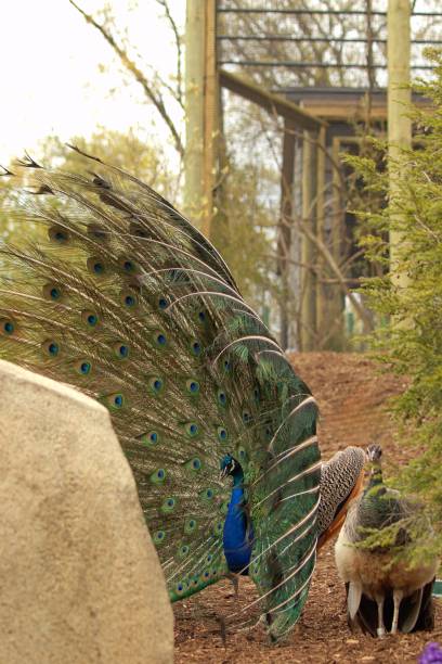 istock A Male Peacock showing off to a female. 1490813079