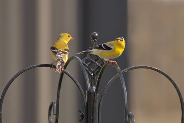 istock A pair of Goldfinches on a feeder pole. 1490813164