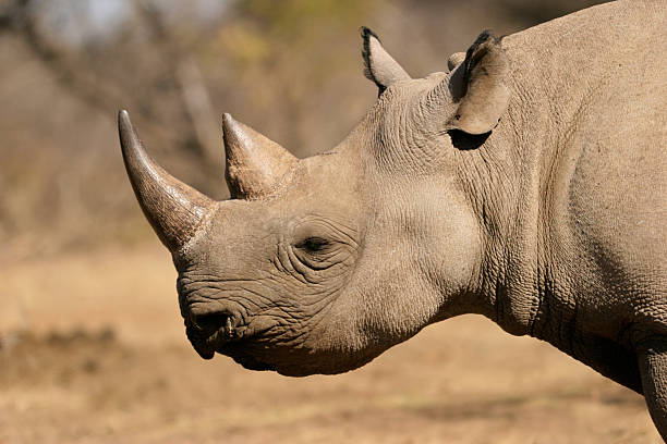 istock Black rhino looking on in the field 149081385