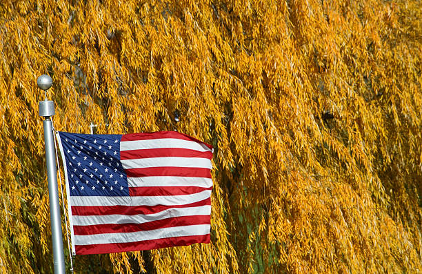 istock The Stars, Stripes, and Leaves 149081452