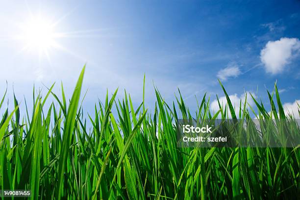 Green Grass And Sky Stock Photo - Download Image Now - Agricultural Field, Blade of Grass, Blue