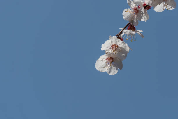 Blooming peach flower against the blue sky