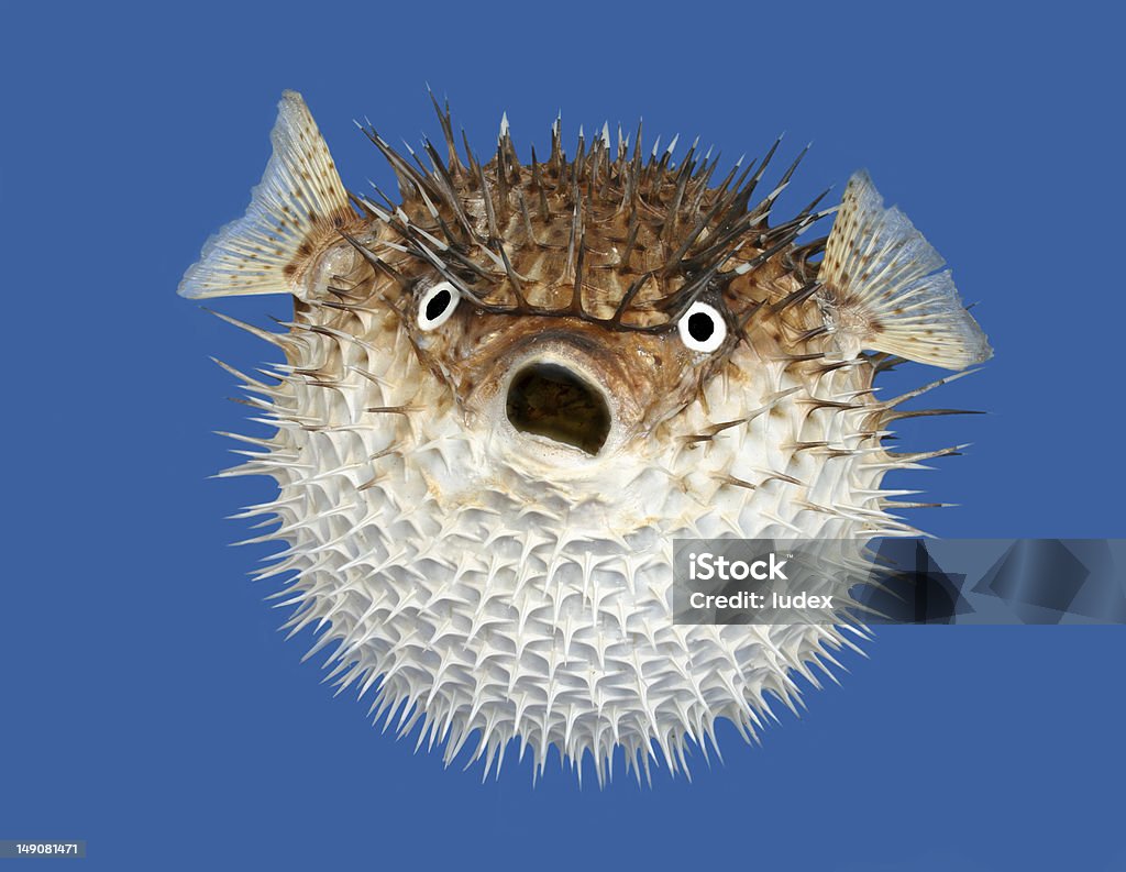 Blow fish frontal view A spikey blow fish or porcupine fish, isolated on a blue background. Puffer Fish Stock Photo