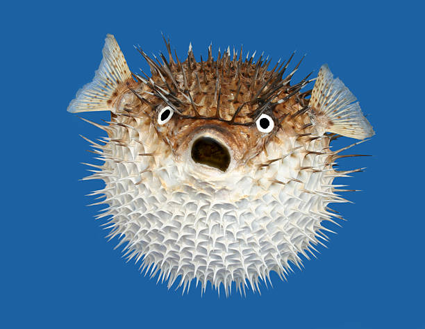 Blow fish frontal view A spikey blow fish or porcupine fish, isolated on a blue background. animal spine stock pictures, royalty-free photos & images
