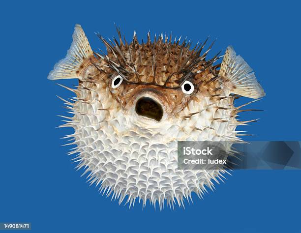 Blow Fish Frontal View Stock Photo - Download Image Now - Puffer Fish, Balloonfish, Poisonous