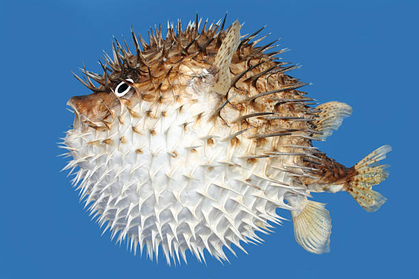 Blowfish side view stock photo