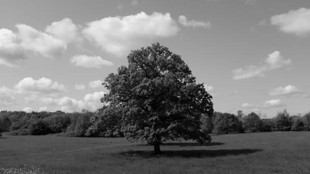 istock English countryside landscape in black and white 1490815848